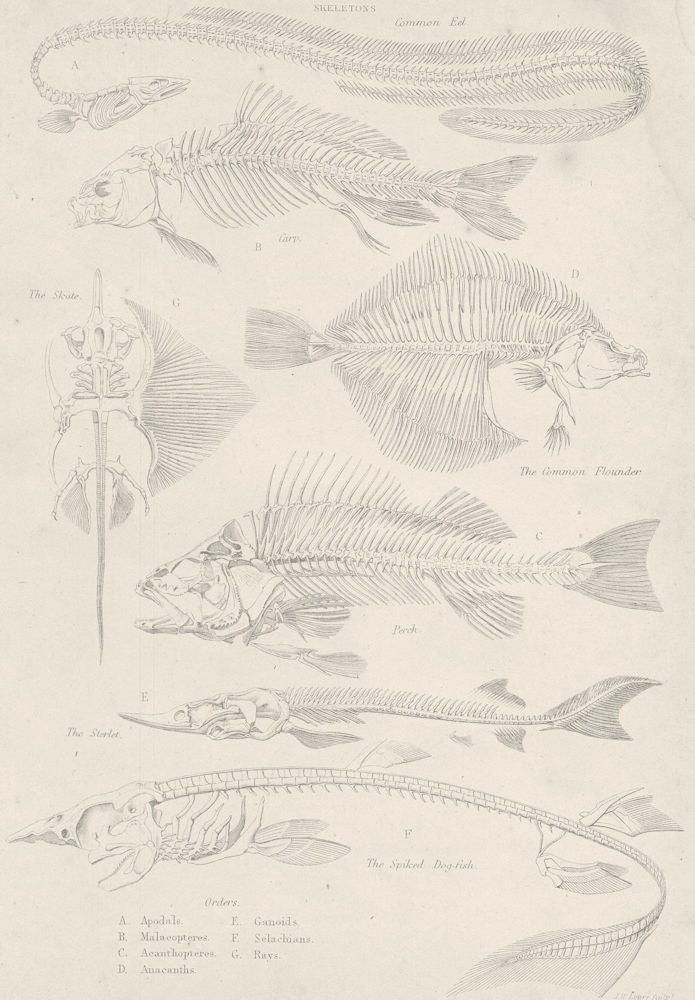 FISH.Fishes Skeletons;Cmn Eel;Carp;Skate;Flounder;Perch;Sterlet;Spiked Dog  1860